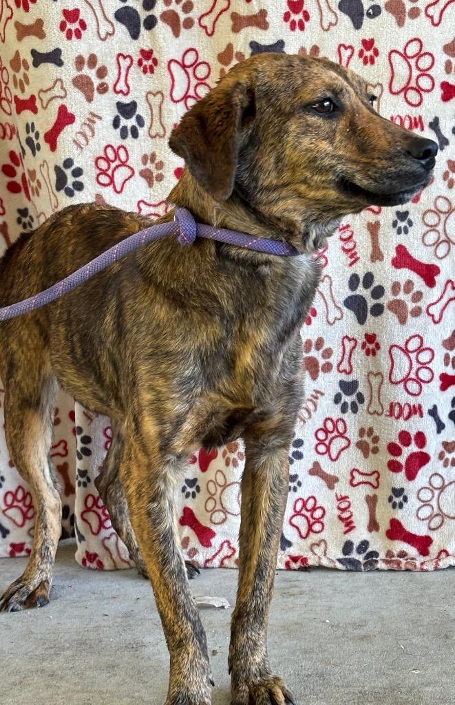 Enlarge Big Baby, a Adoptable mixed breed in Swainsboro, GA image 3/5