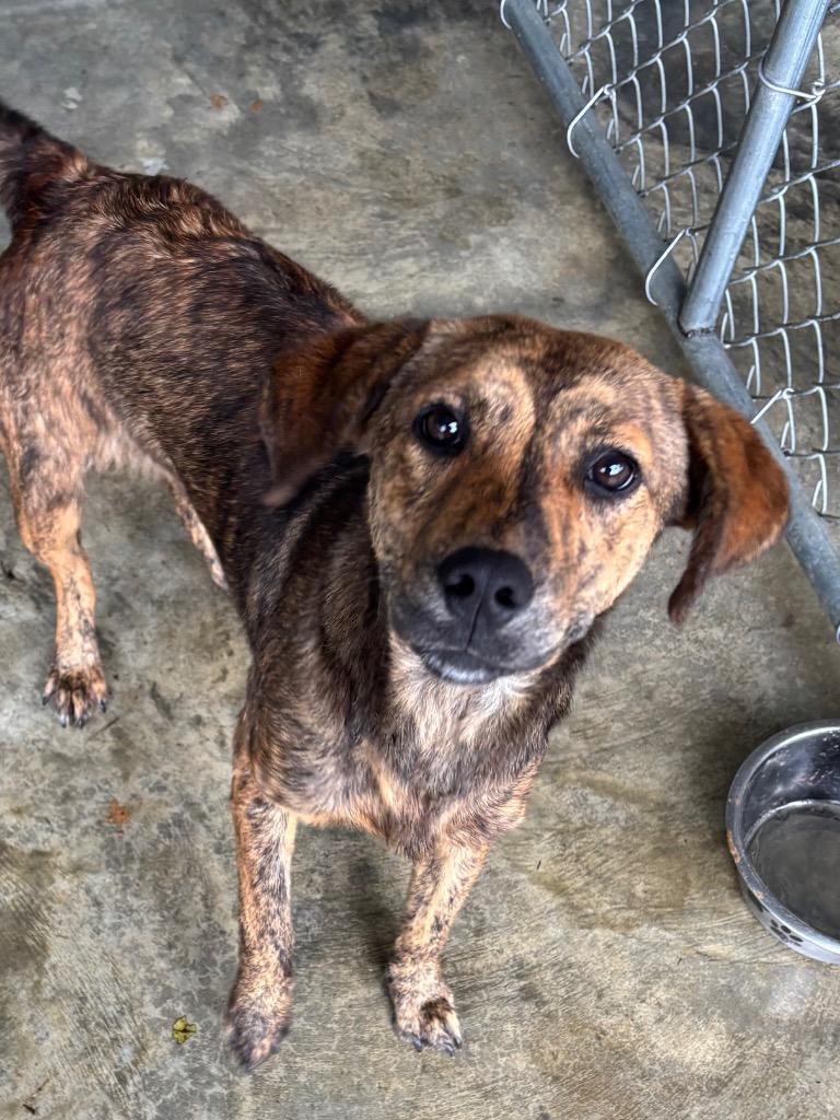 Enlarge Big Baby, a Adoptable mixed breed in Swainsboro, GA image 4/5