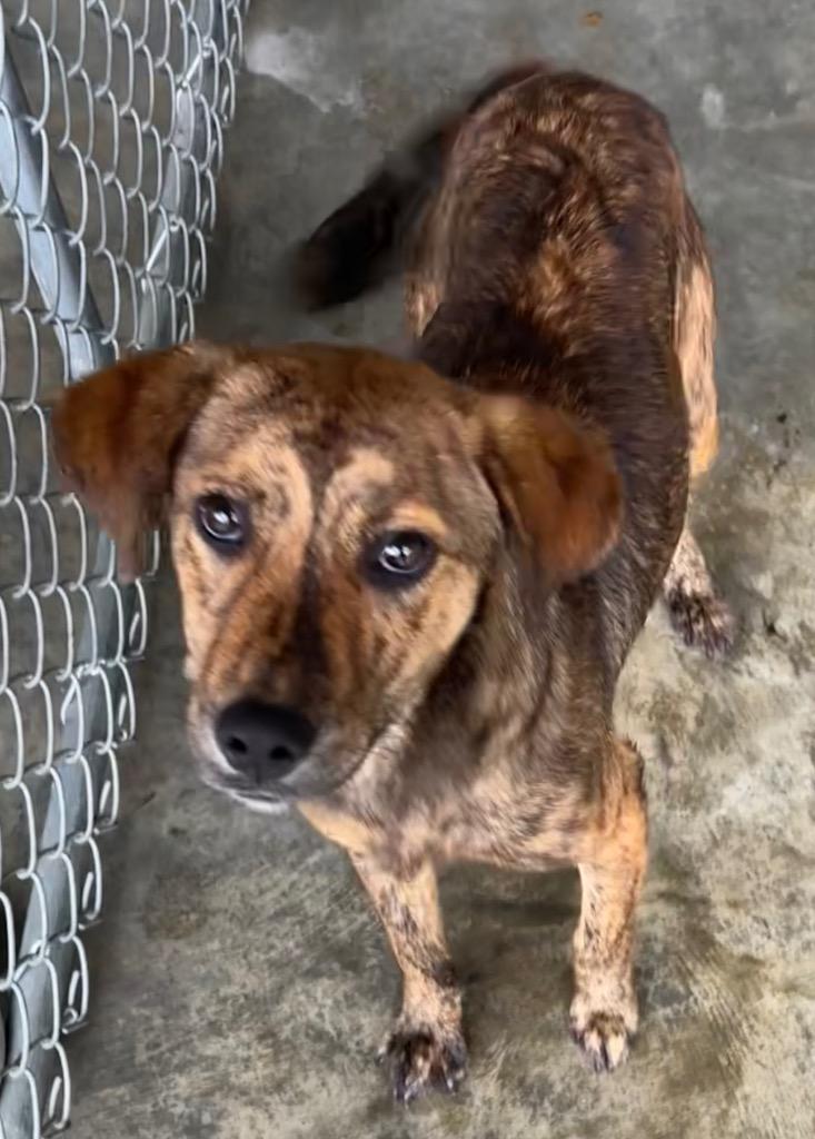 Enlarge Big Baby, a Adoptable mixed breed in Swainsboro, GA image 5/5