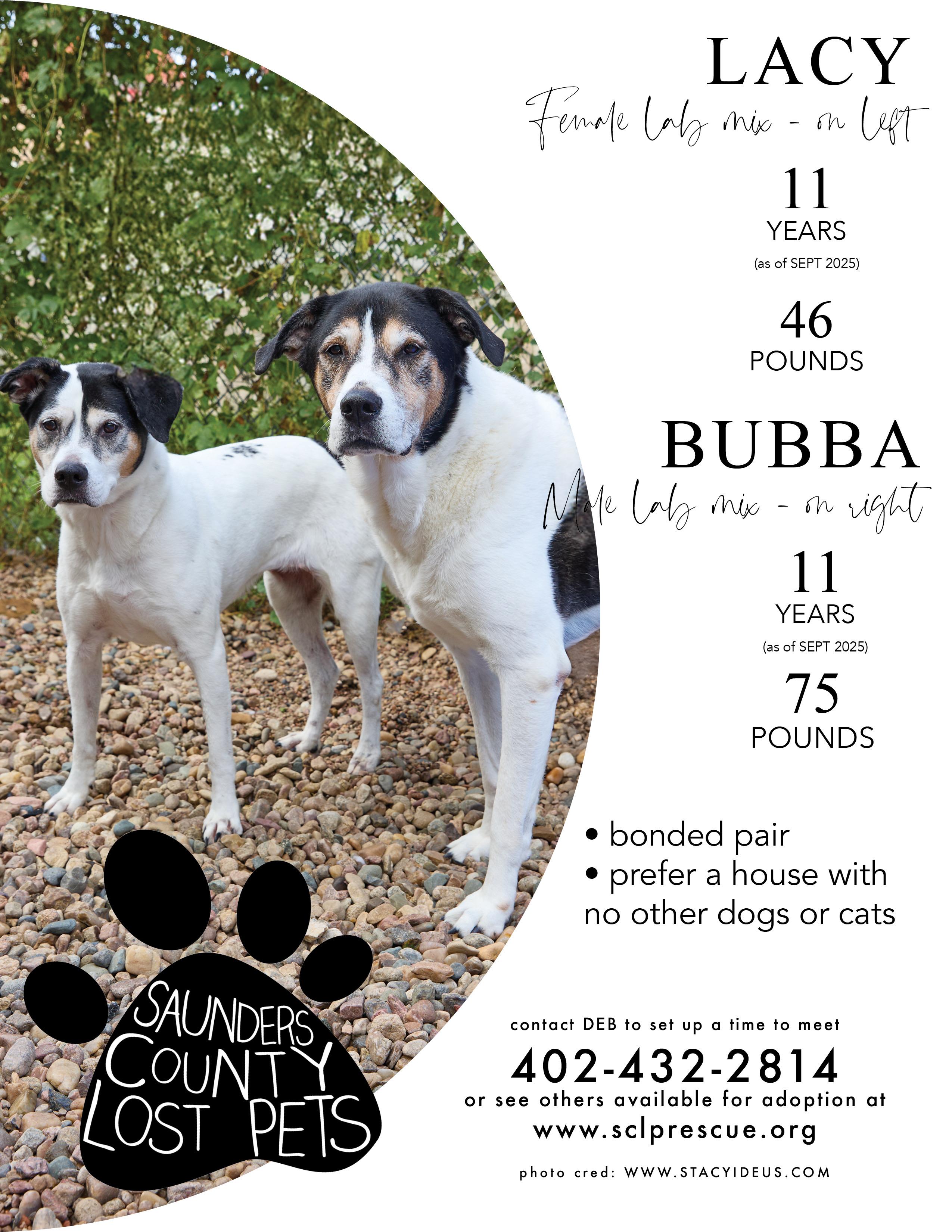 Bonded Pair Bubba & Lacy, an adoptable Spaniel in Wahoo, NE, 68066 | Photo Image 2