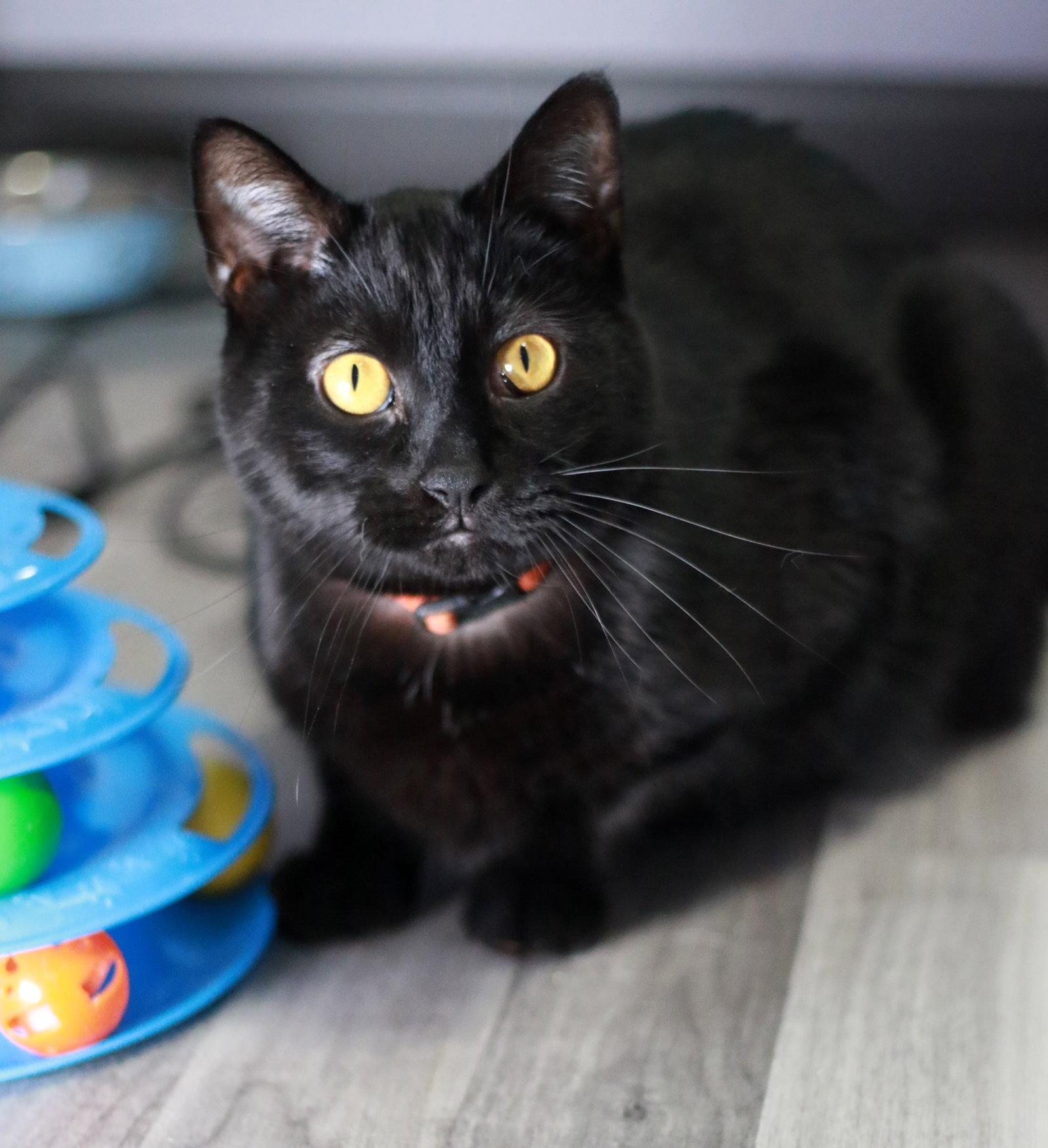 Enlarge Thor, a Adoptable Domestic Short Hair in Mankato, MN image 1/3