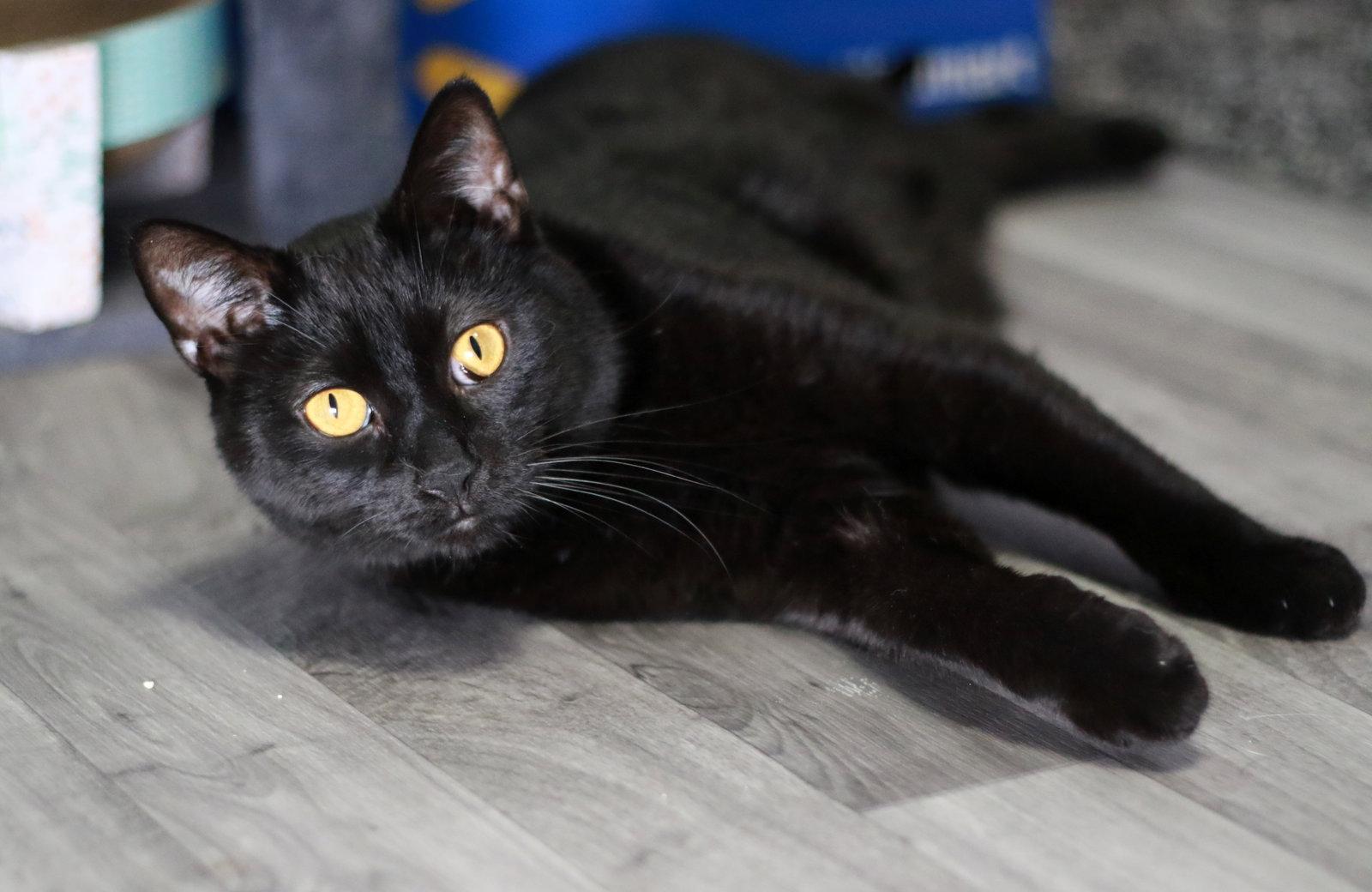 Enlarge Thor, a Adoptable Domestic Short Hair in Mankato, MN image 2/3