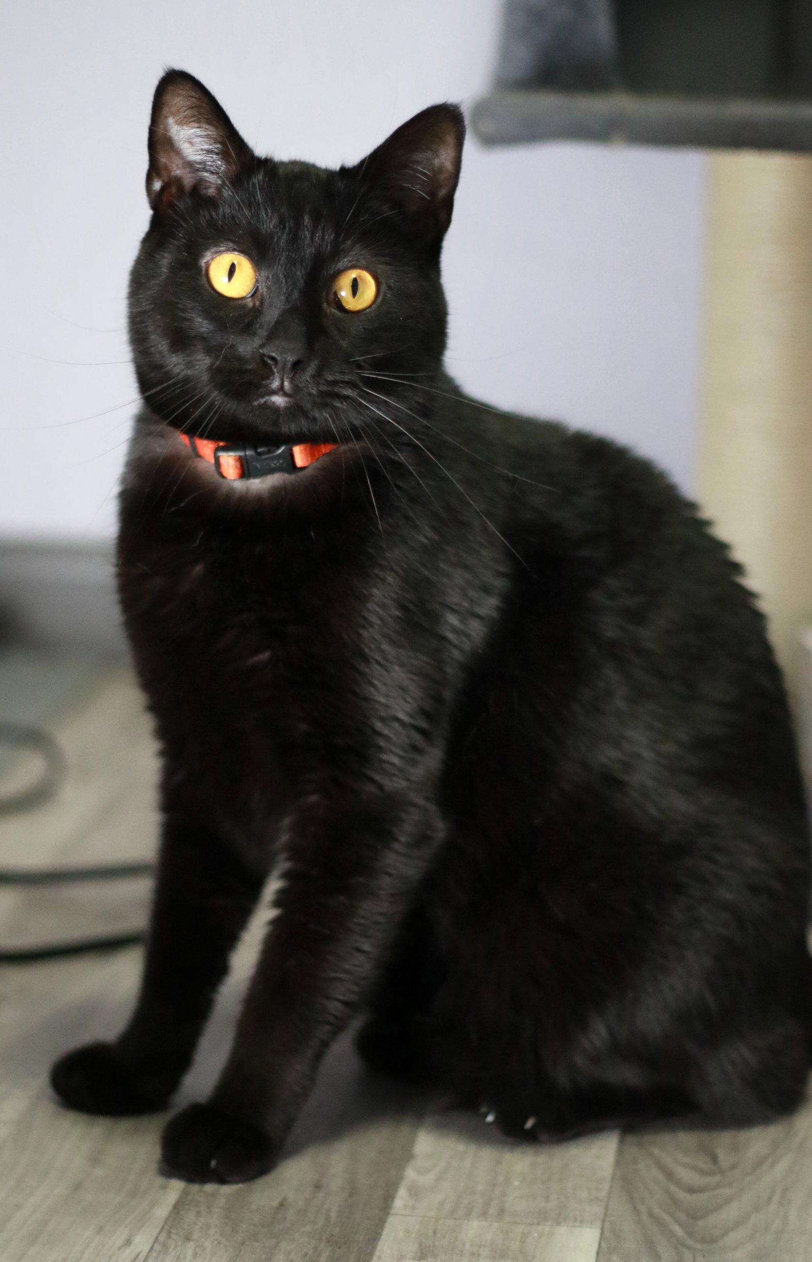 Enlarge Thor, a Adoptable Domestic Short Hair in Mankato, MN image 3/3