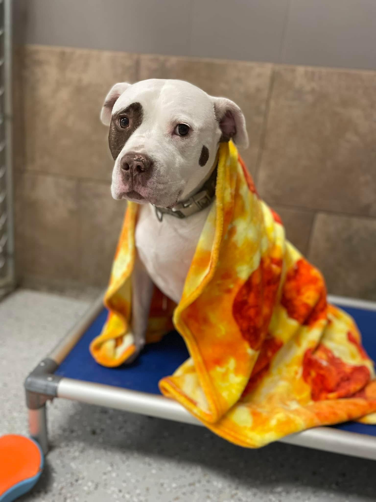Enlarge Rocky, a ADOPTABLE American Bulldog in La Crosse, WI image 2/4
