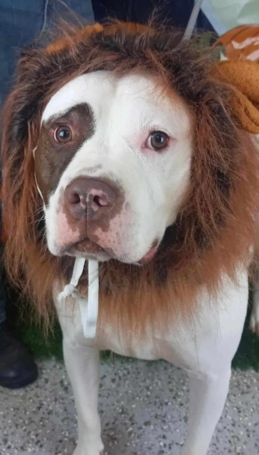 Enlarge Rocky, a ADOPTABLE American Bulldog in La Crosse, WI image 3/4
