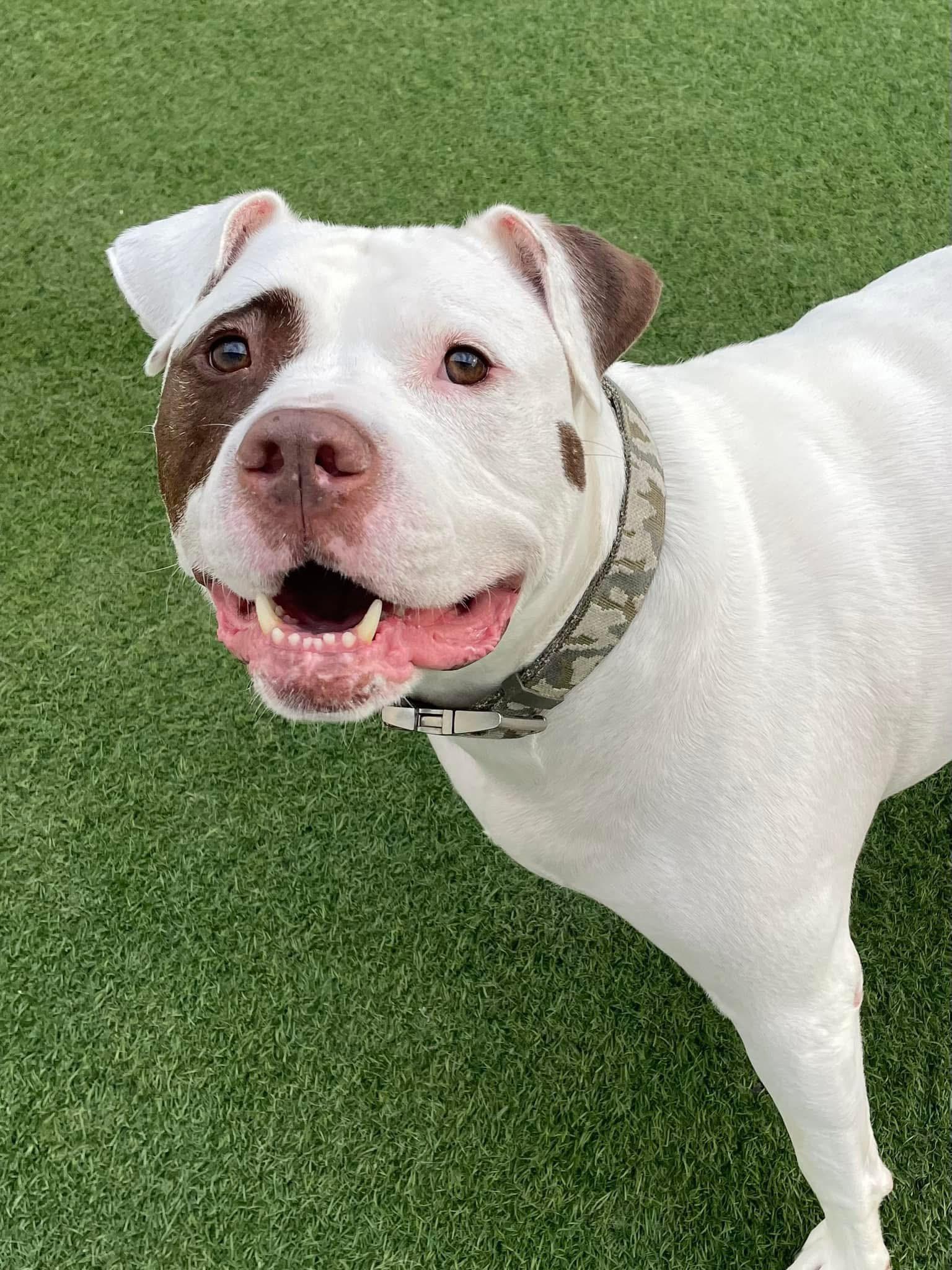 Enlarge Rocky, a ADOPTABLE American Bulldog in La Crosse, WI image 1/4