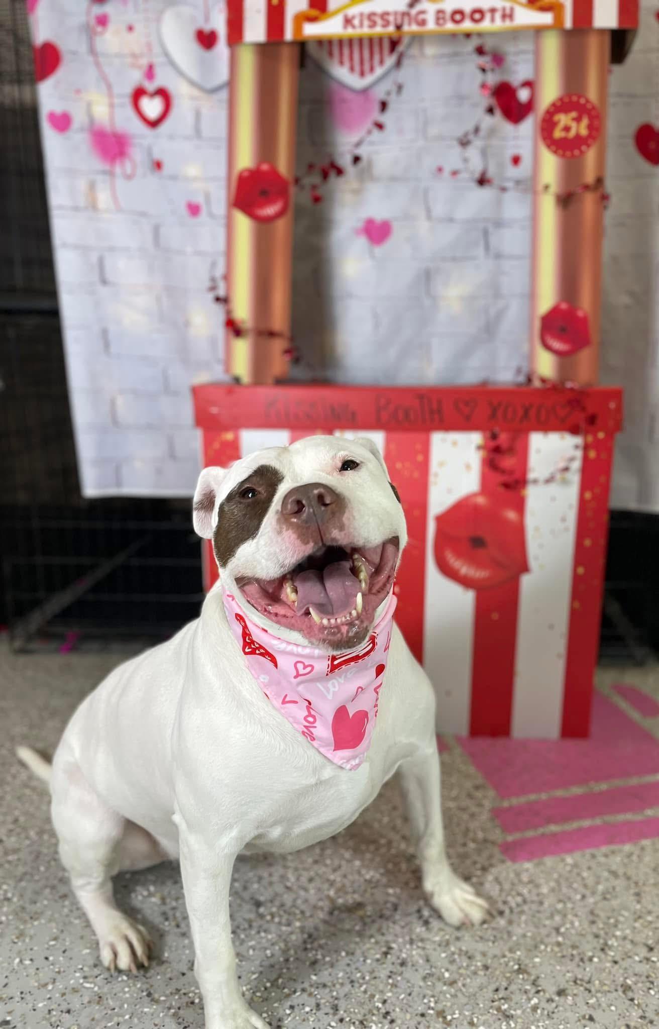 Enlarge Rocky, a ADOPTABLE American Bulldog in La Crosse, WI image 4/4