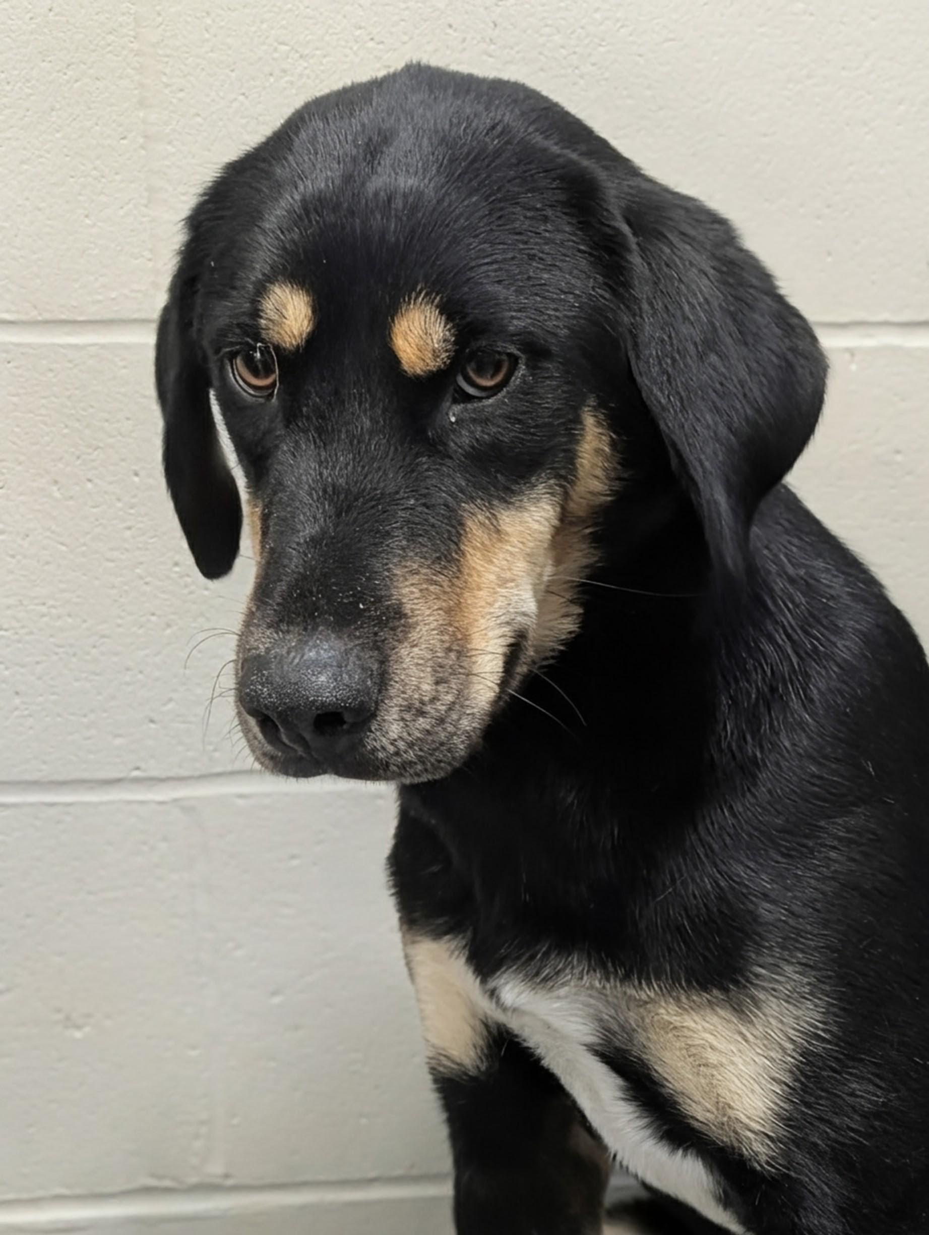 Garland, ADOPTABLE, Puppy Female Hound.