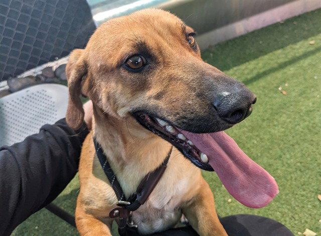 DAVIE, Adopted, Young Male Dachshund.