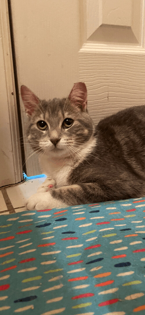 Maddy, a Adoptable mixed breed in Fountain Inn, SC image 1/6