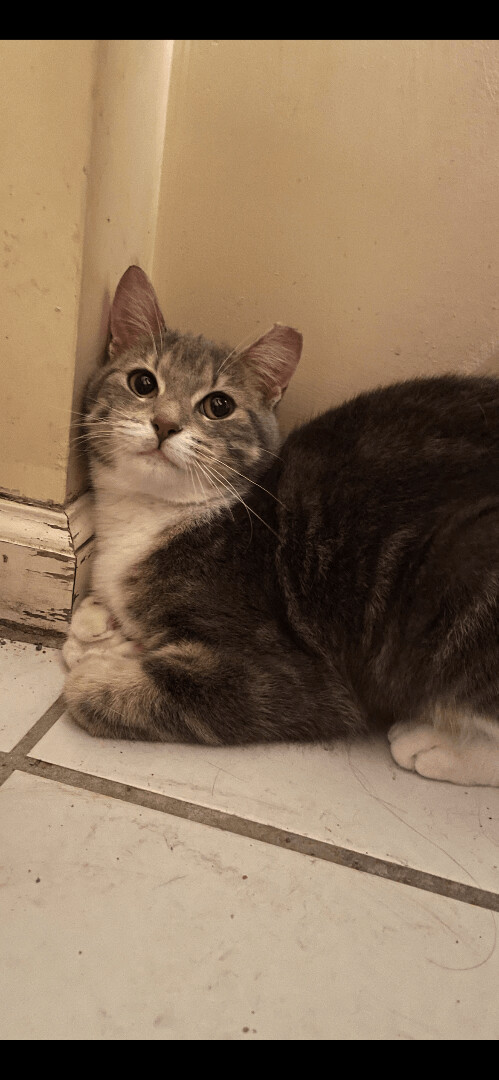 Maddy, a Adoptable mixed breed in Fountain Inn, SC image 2/6