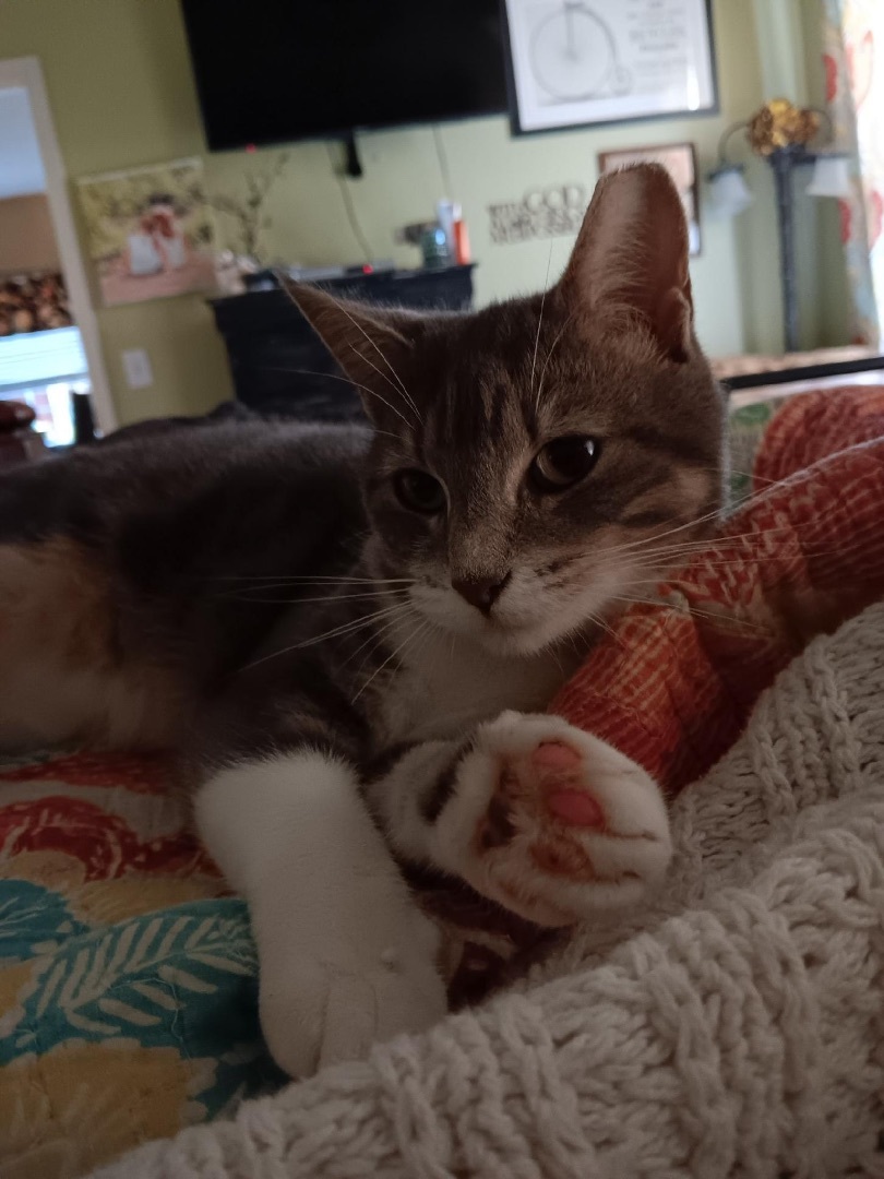 Maddy, a Adoptable mixed breed in Fountain Inn, SC image 3/6