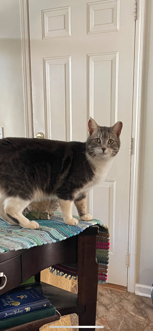 Maddy, a Adoptable mixed breed in Fountain Inn, SC image 4/6