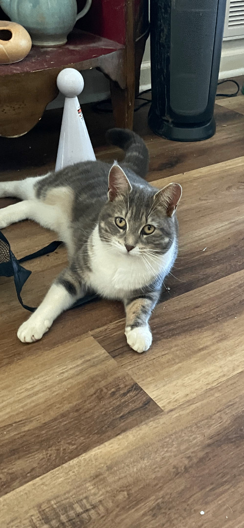 Maddy, a Adoptable mixed breed in Fountain Inn, SC image 5/6