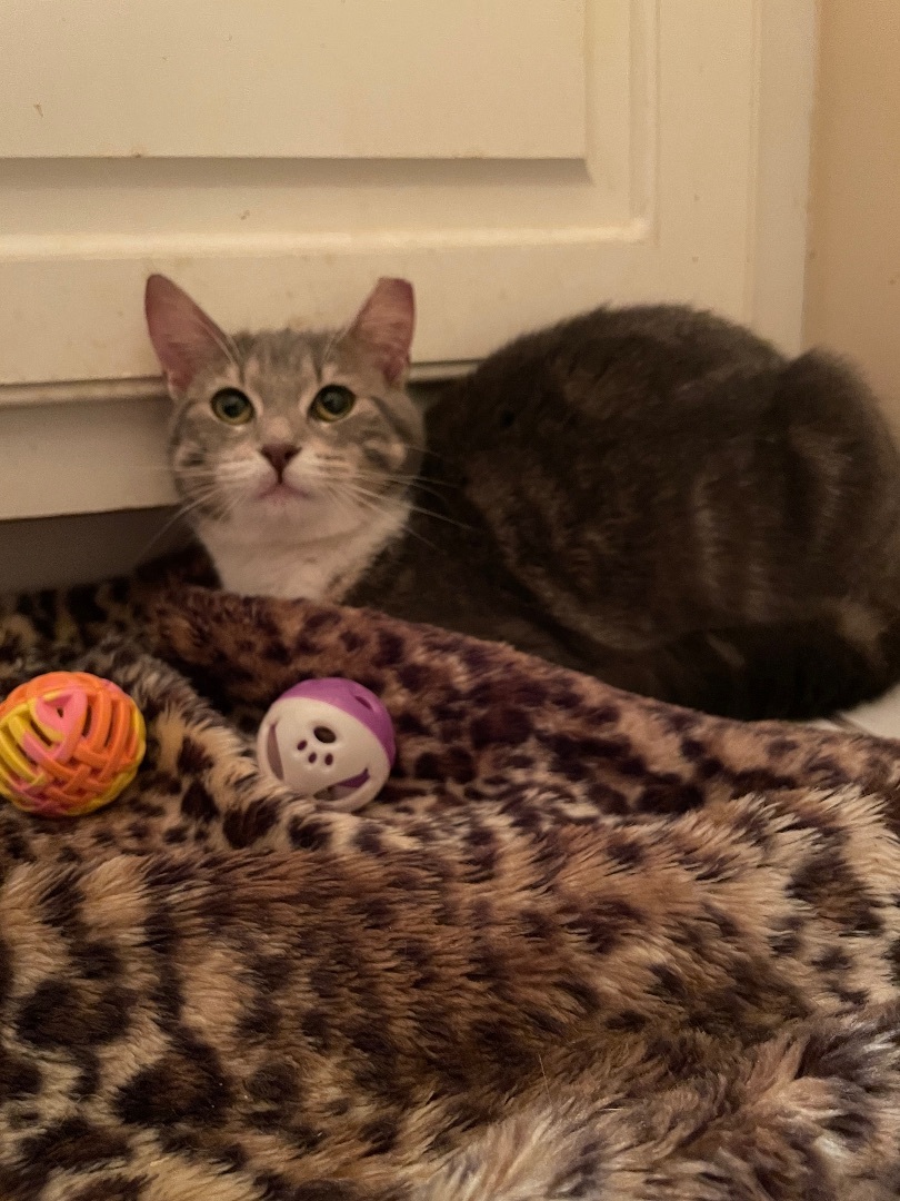 Maddy, a Adoptable mixed breed in Fountain Inn, SC image 6/6