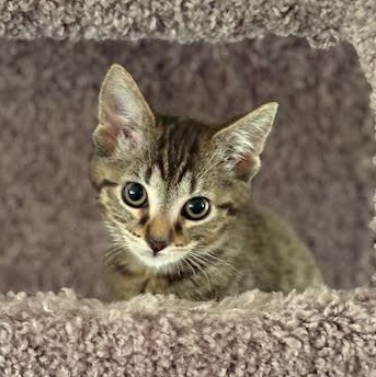 *ANCHOVY, Baby Female Domestic Short Hair