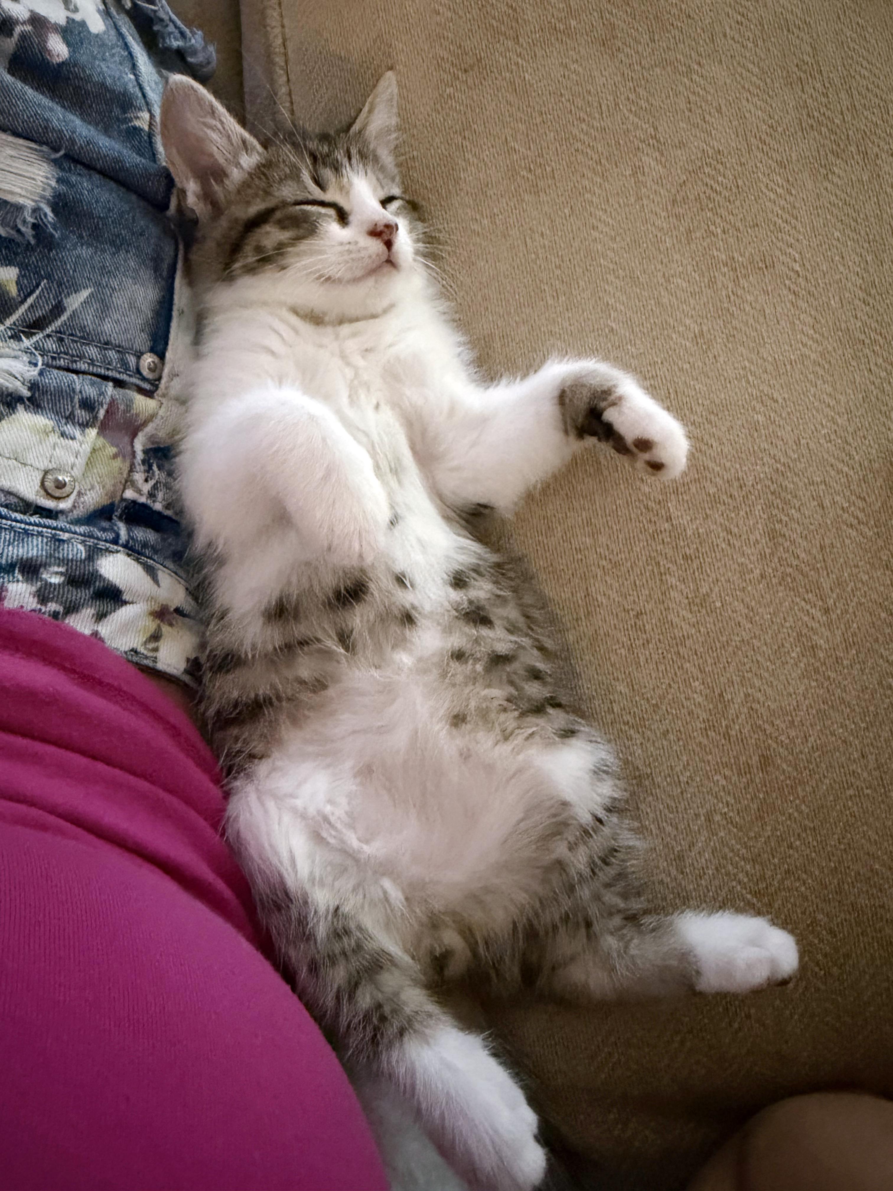 Enlarge Tonka, an adopted mixed breed in Lake Monroe, FL image 3/6