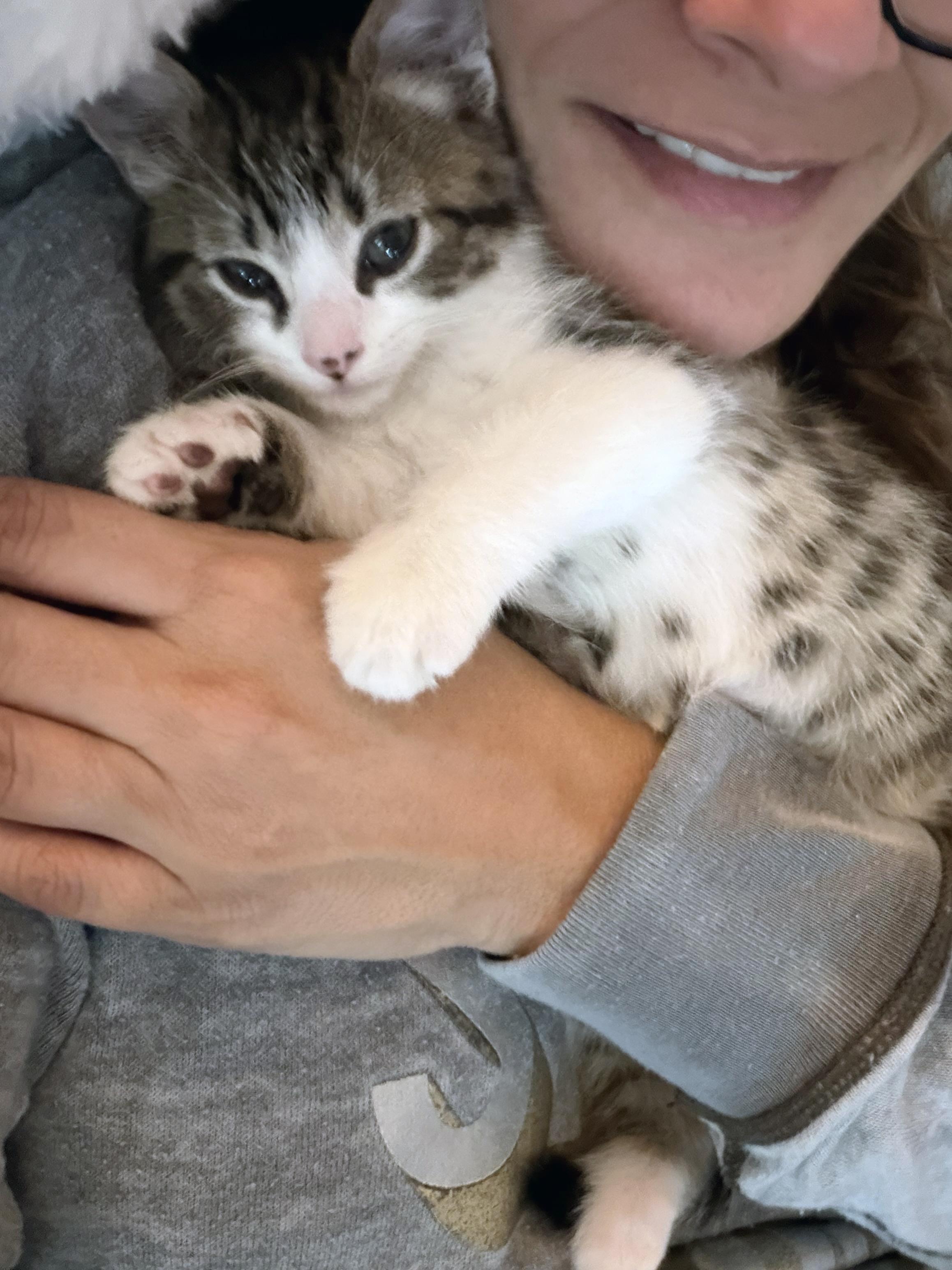 Enlarge Tonka, an adopted mixed breed in Lake Monroe, FL image 4/6