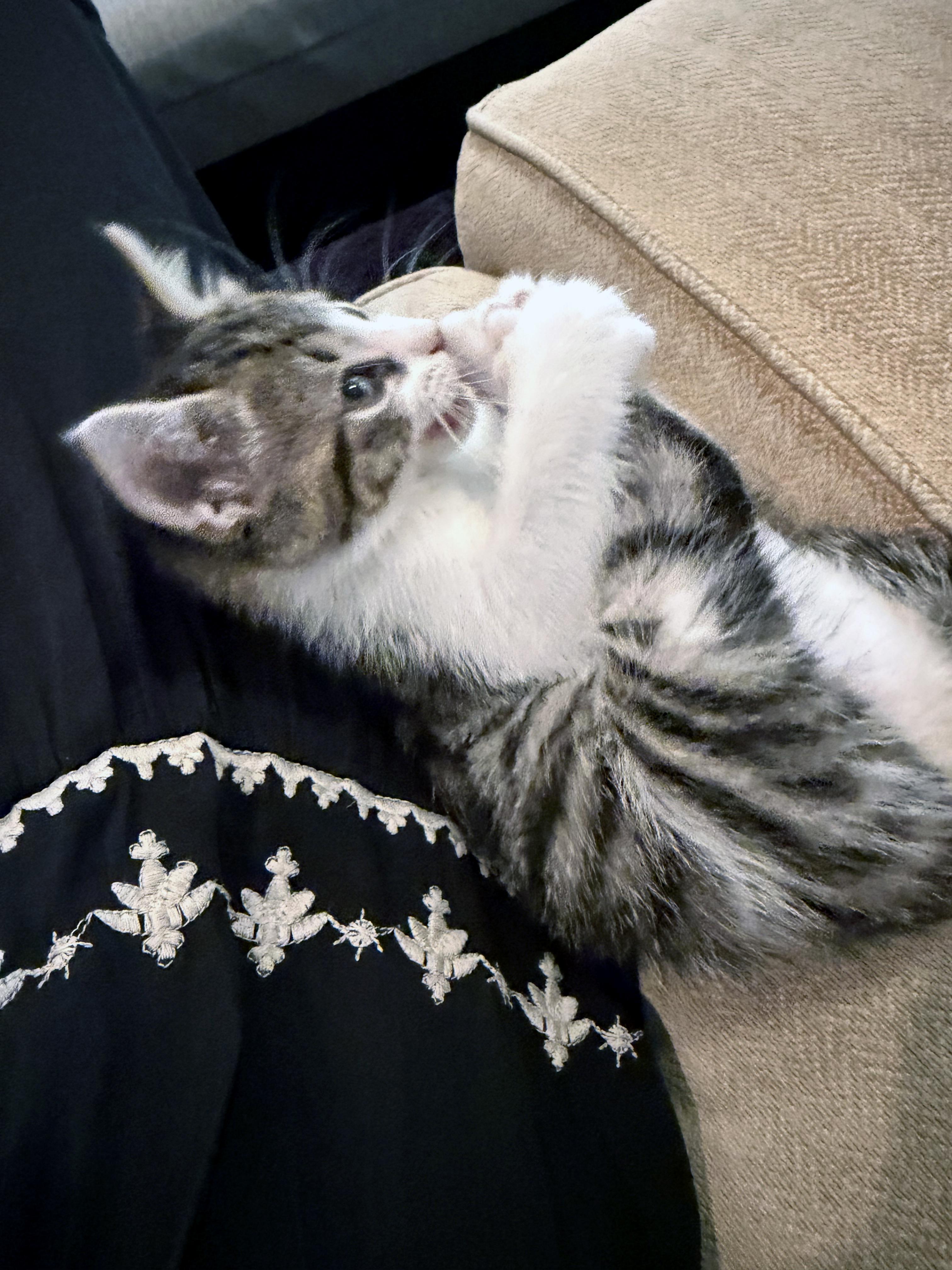 Enlarge Tonka, an adopted mixed breed in Lake Monroe, FL image 5/6