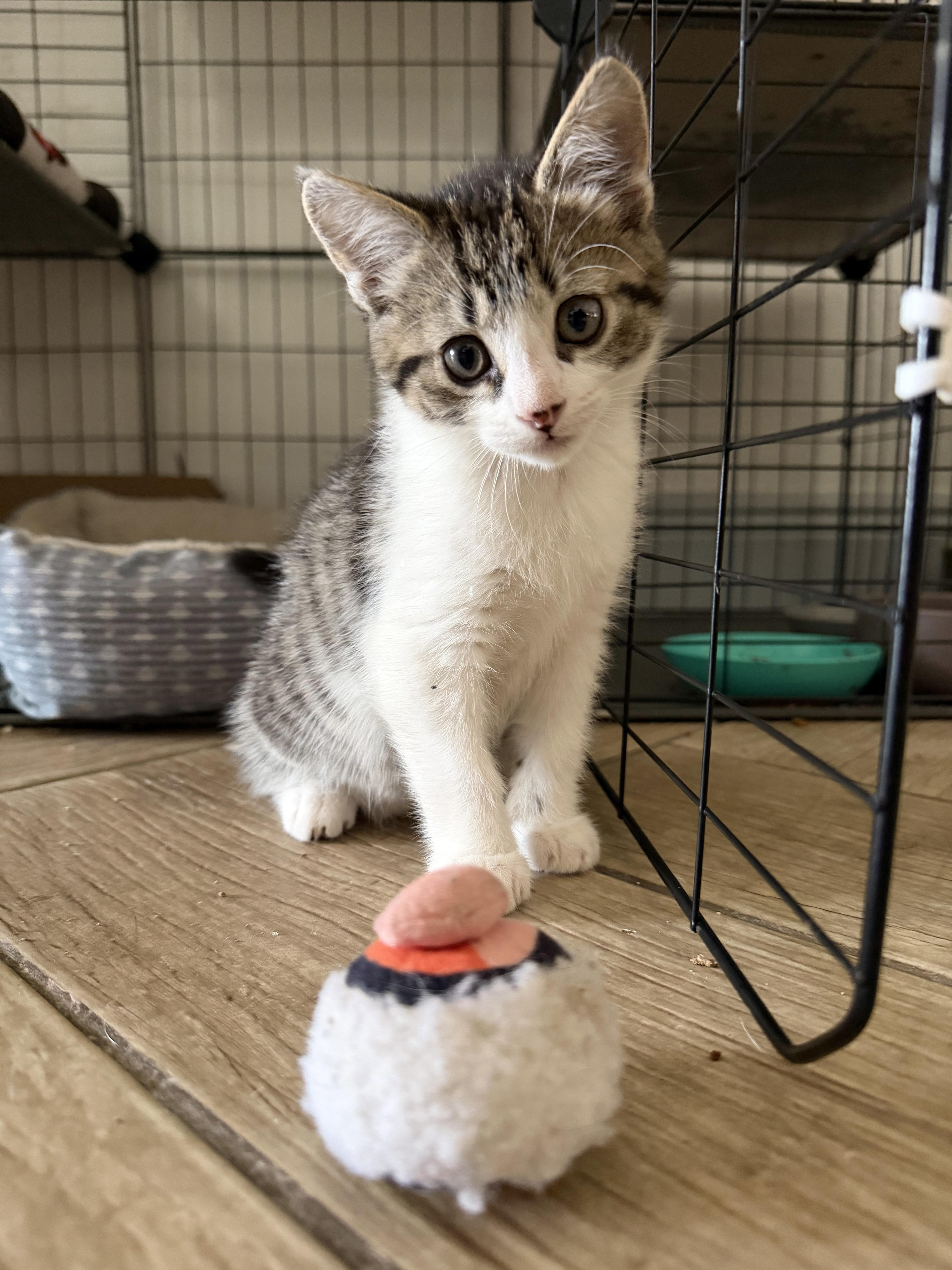 Enlarge Tonka, an adopted mixed breed in Lake Monroe, FL image 2/6