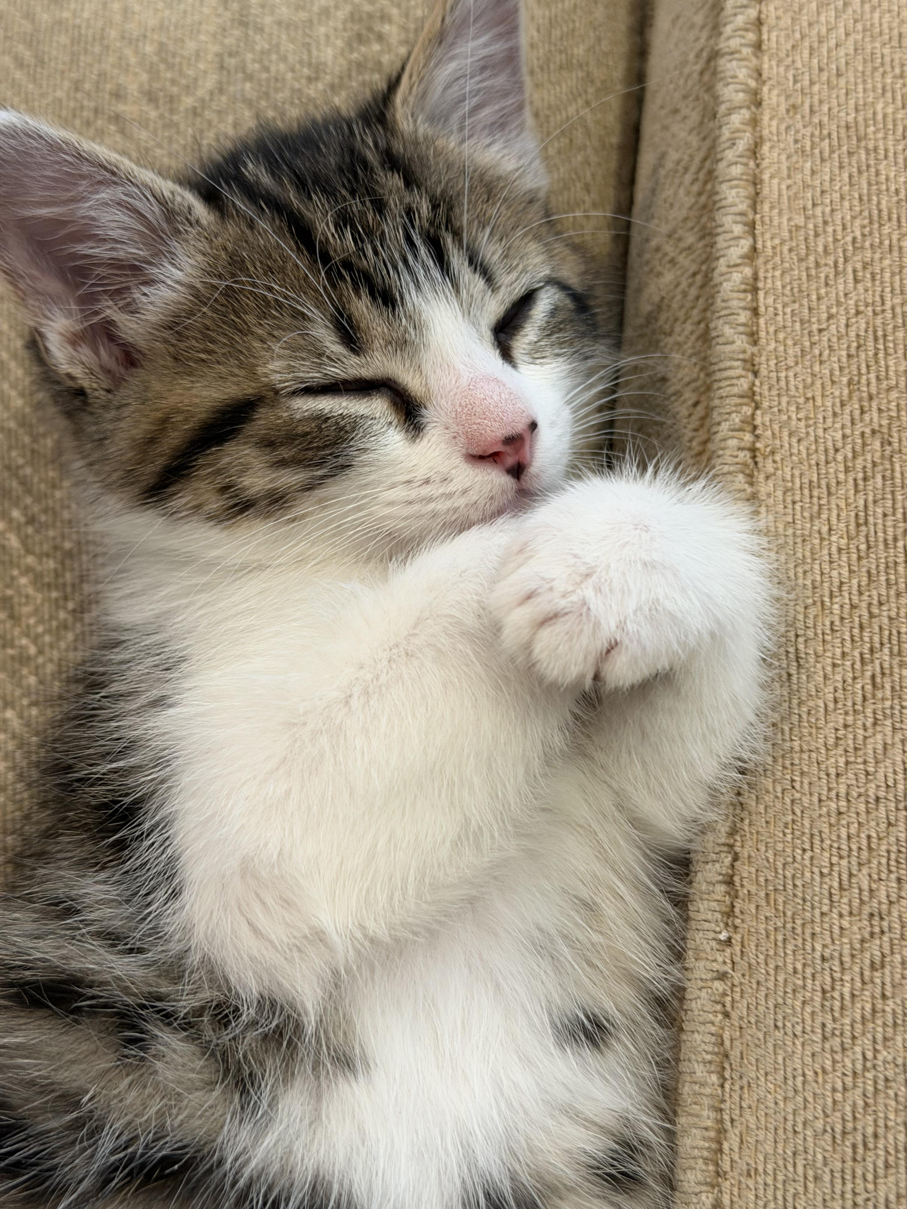 Enlarge Tonka, an adopted mixed breed in Lake Monroe, FL image 6/6