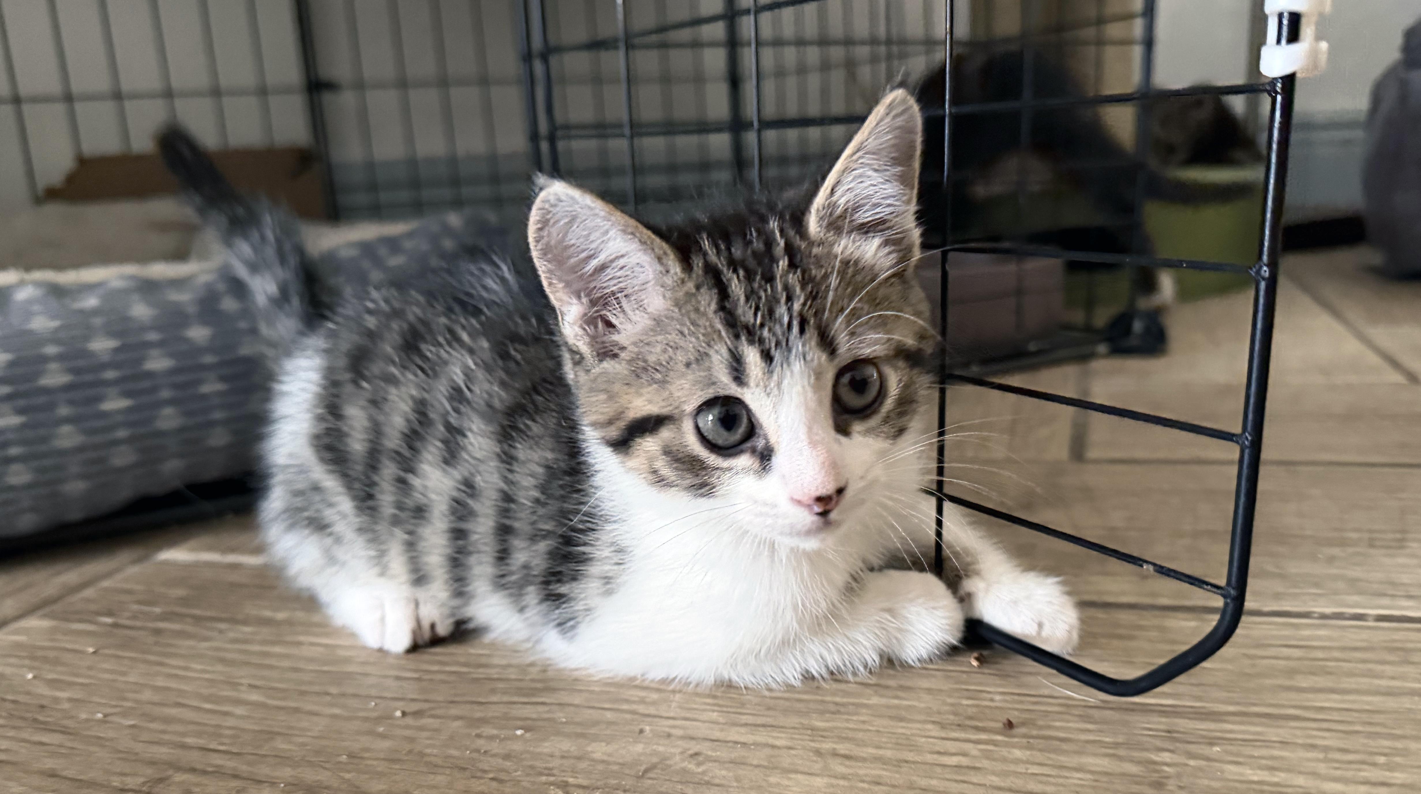 Tonka, adopted, Kitten Male Domestic Medium Hair & Tiger.