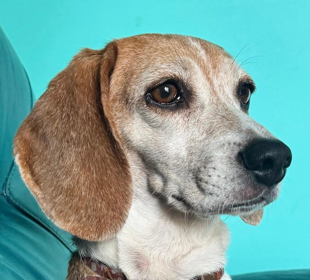 Sylvia- -Fostered in SE Nebraska, Adoptable, Senior Female Beagle.