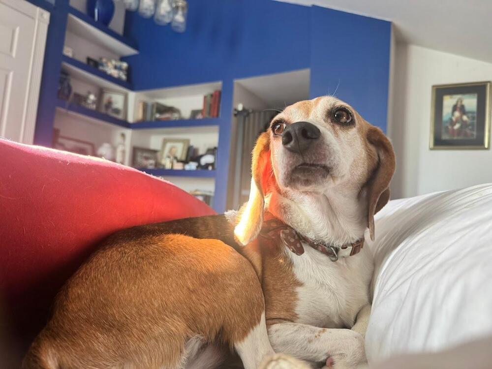Enlarge Sylvia- -Fostered in SE Nebraska, a Adoptable Beagle in Shawnee Mission, KS image 2/6