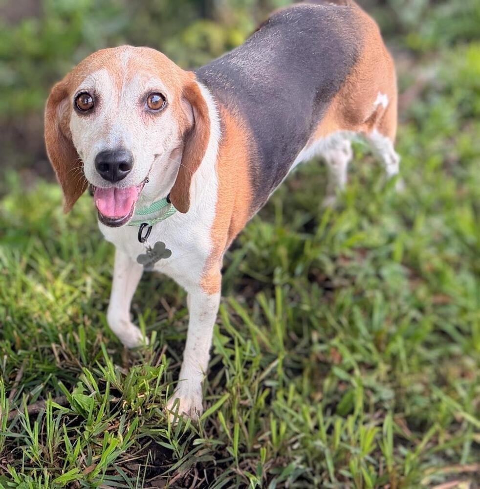 Enlarge Sylvia- -Fostered in SE Nebraska, a Adoptable Beagle in Shawnee Mission, KS image 3/6