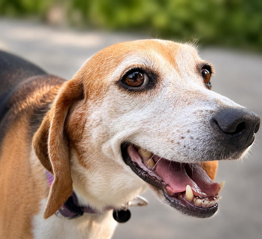 Enlarge Sylvia- -Fostered in SE Nebraska, a Adoptable Beagle in Shawnee Mission, KS image 4/6