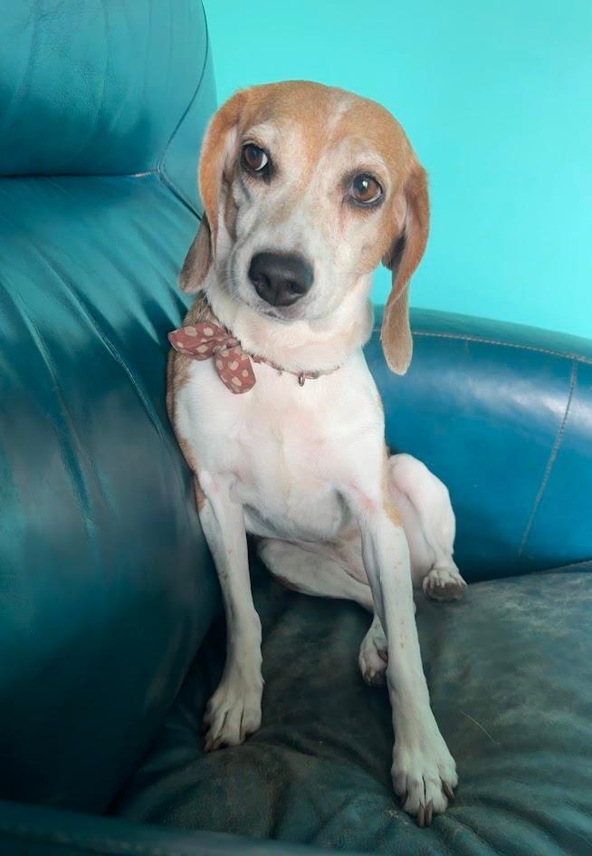 Enlarge Sylvia- -Fostered in SE Nebraska, a Adoptable Beagle in Shawnee Mission, KS image 5/6