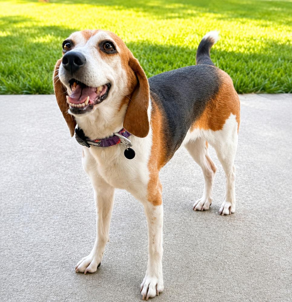 Enlarge Sylvia- -Fostered in SE Nebraska, a Adoptable Beagle in Shawnee Mission, KS image 6/6