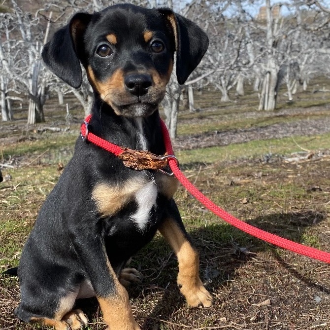 Rocco, a Adopted mixed breed in Cashmere, WA image 1/3