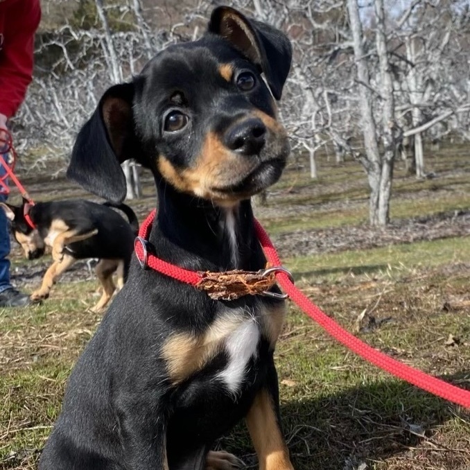 Rocco, a Adopted mixed breed in Cashmere, WA image 2/3