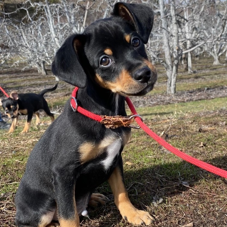 Rocco, a Adopted mixed breed in Cashmere, WA image 3/3