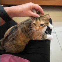 Enlarge Petunia , a ADOPTABLE Domestic Short Hair in Waltham, MA image 2/4