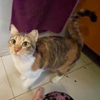 Enlarge Petunia , a ADOPTABLE Domestic Short Hair in Waltham, MA image 1/4