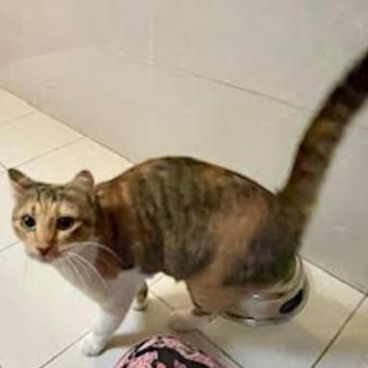 Enlarge Petunia , a ADOPTABLE Domestic Short Hair in Waltham, MA image 3/4