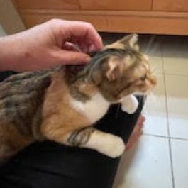 Enlarge Petunia , a ADOPTABLE Domestic Short Hair in Waltham, MA image 4/4