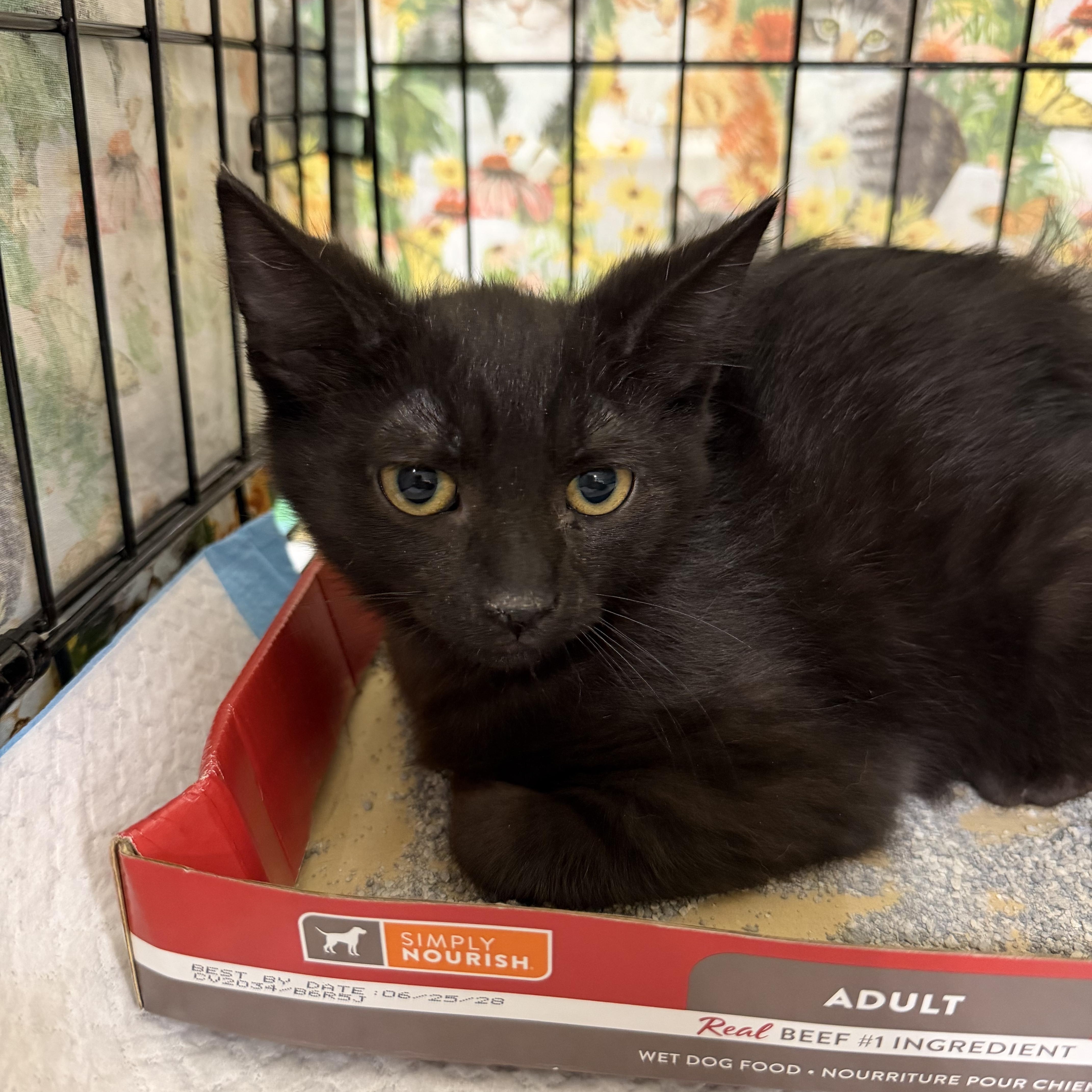 Enlarge Hudson, a Adoptable Domestic Short Hair in Bridgeton, NC image 2/2