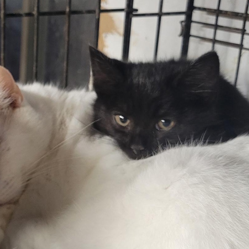 Enlarge Hudson, a Adoptable Domestic Short Hair in Bridgeton, NC image 1/2