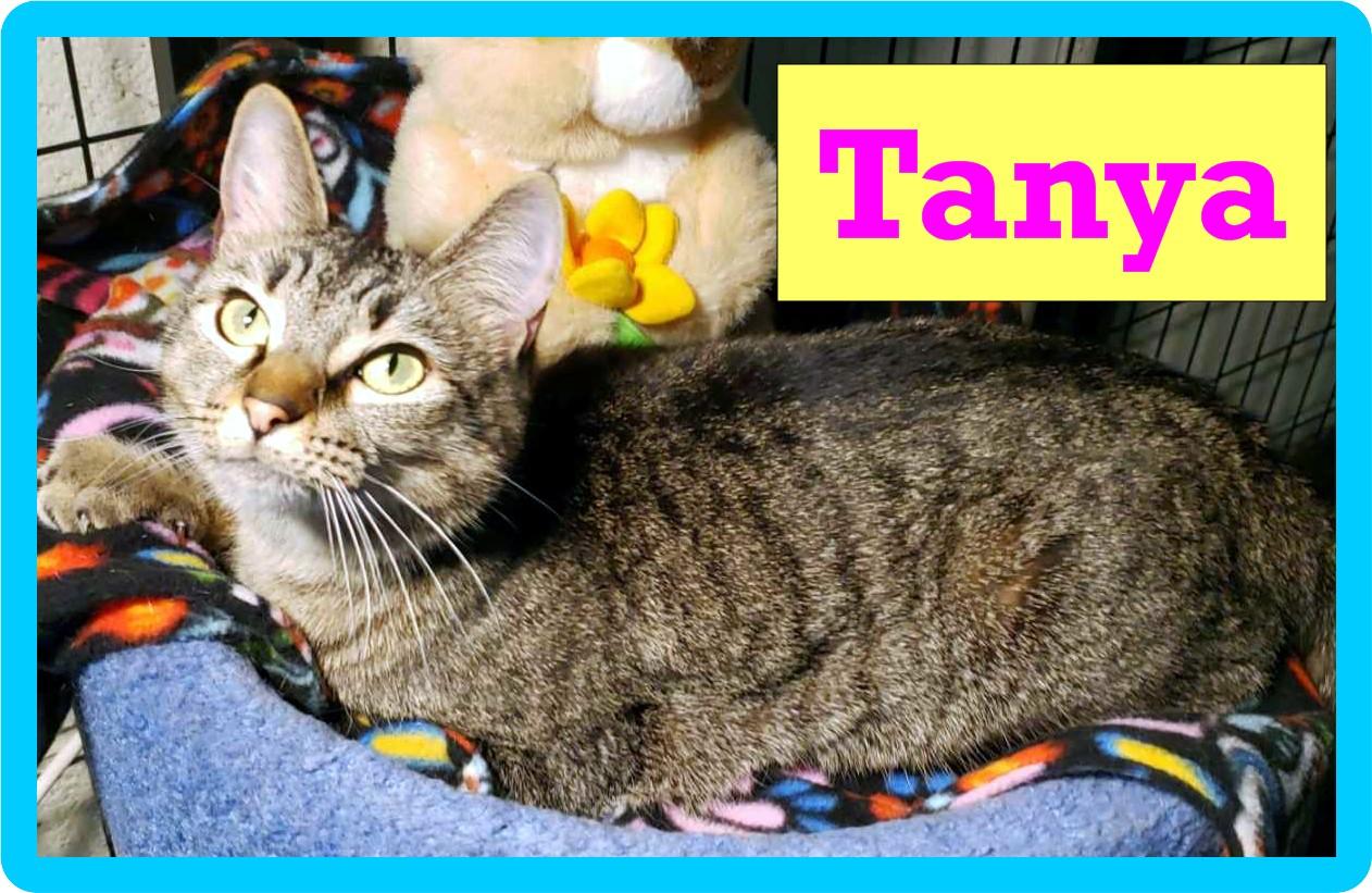 Tanya, Adoptable, Adult Female Domestic Short Hair.