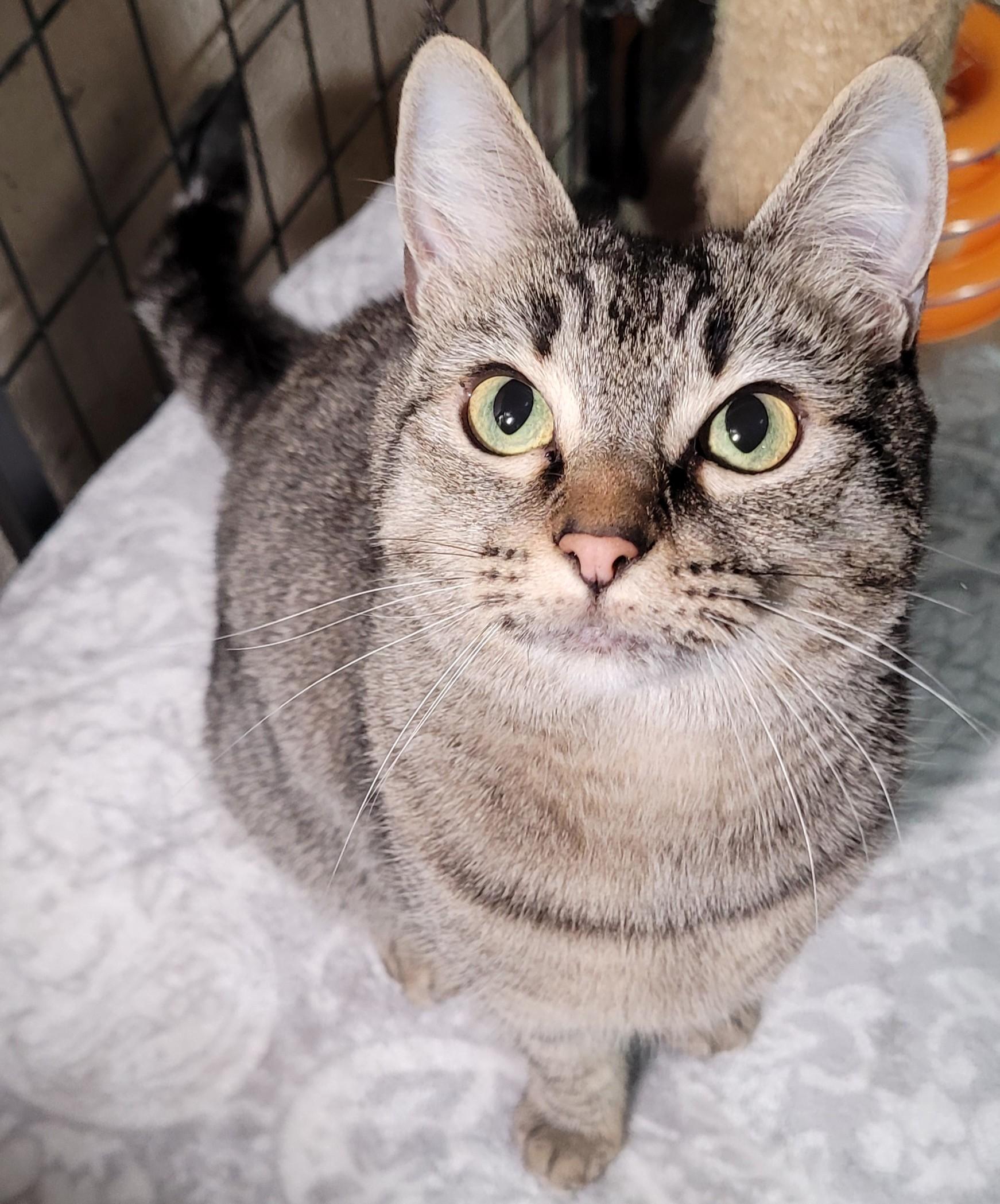 Enlarge Tanya, a Adoptable Domestic Short Hair in Eugene, OR image 2/4