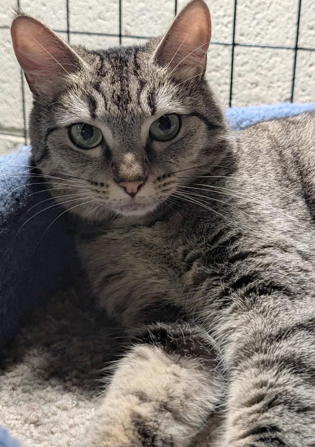 Enlarge Tanya, a Adoptable Domestic Short Hair in Eugene, OR image 2/3