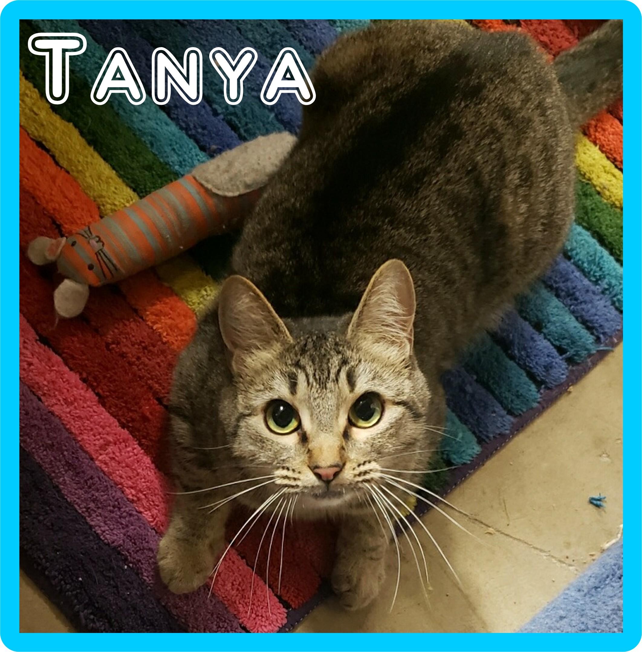 Enlarge Tanya, a Adoptable Domestic Short Hair in Eugene, OR image 3/3