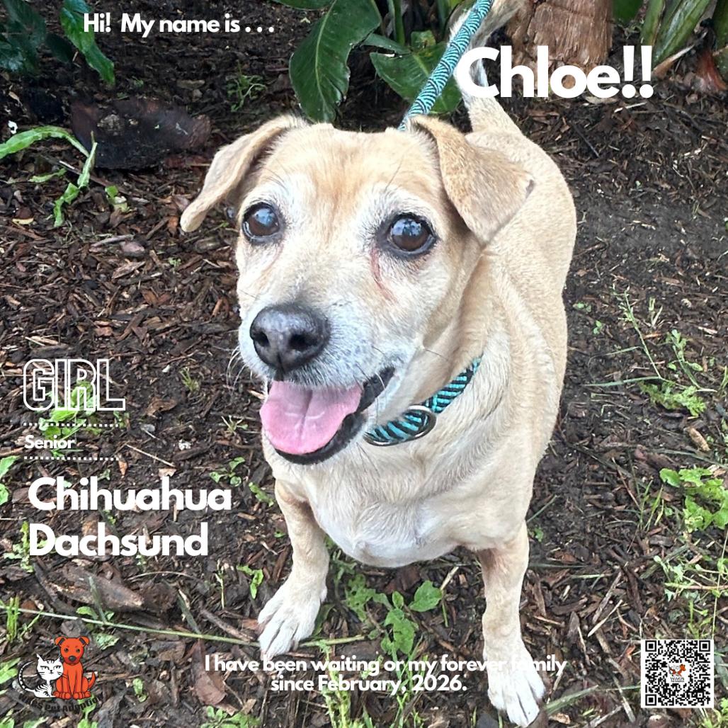 Chloe, a Adoptable mixed breed in Westminster, CA image 1/2