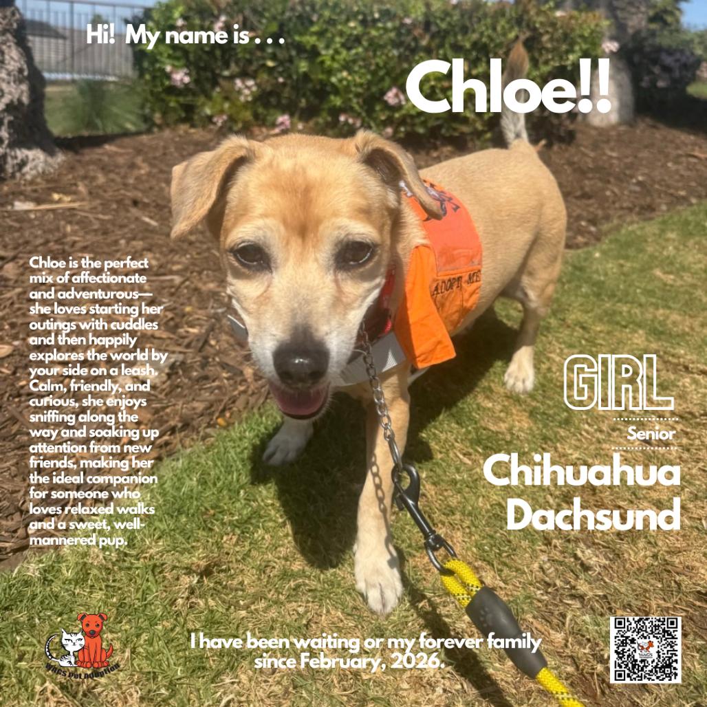 Chloe, a Adoptable mixed breed in Westminster, CA image 2/2