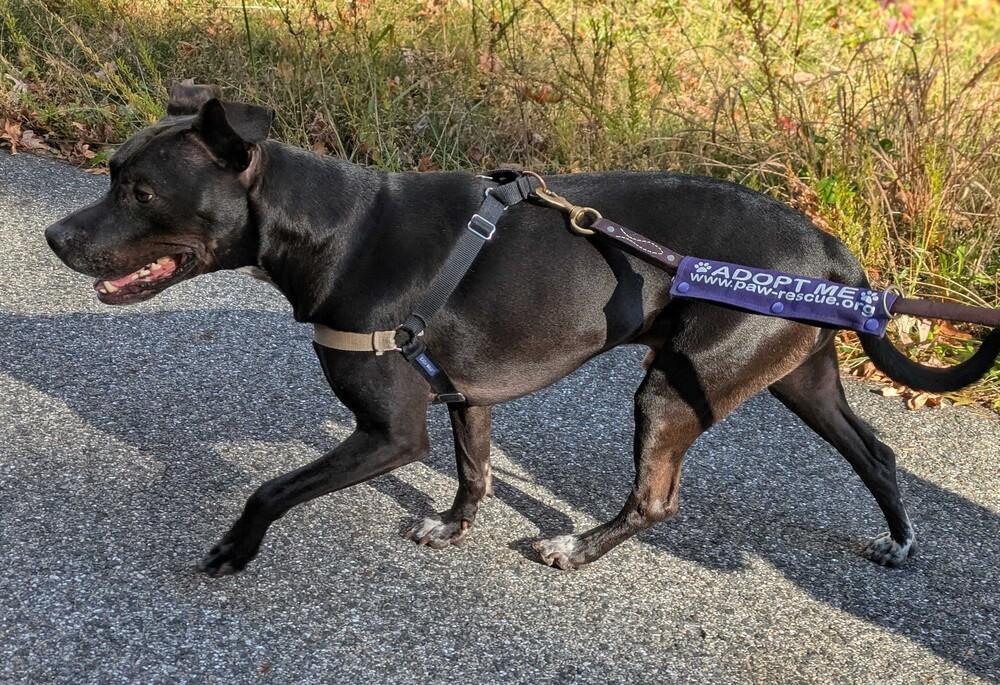 Bobby, Adoptable, Senior Male Labrador Retriever & Terrier.