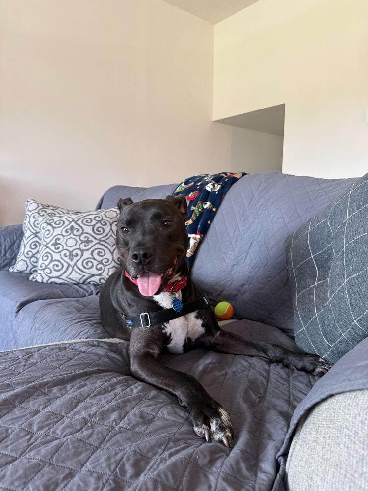 Enlarge Bobby, a Adoptable mixed breed in Greenbelt, MD image 2/6