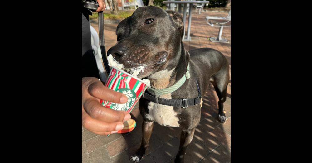 Bobby, Adoptable, Senior Male Labrador Retriever & Terrier.